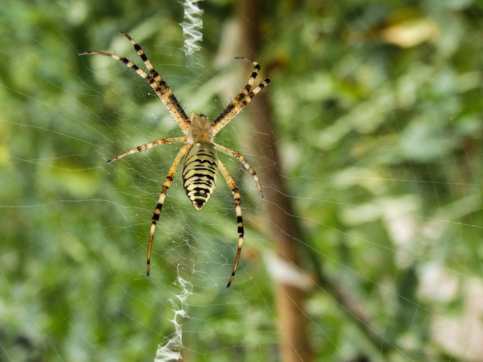 Spider Exterminators Near You Spider Exterminators Near You