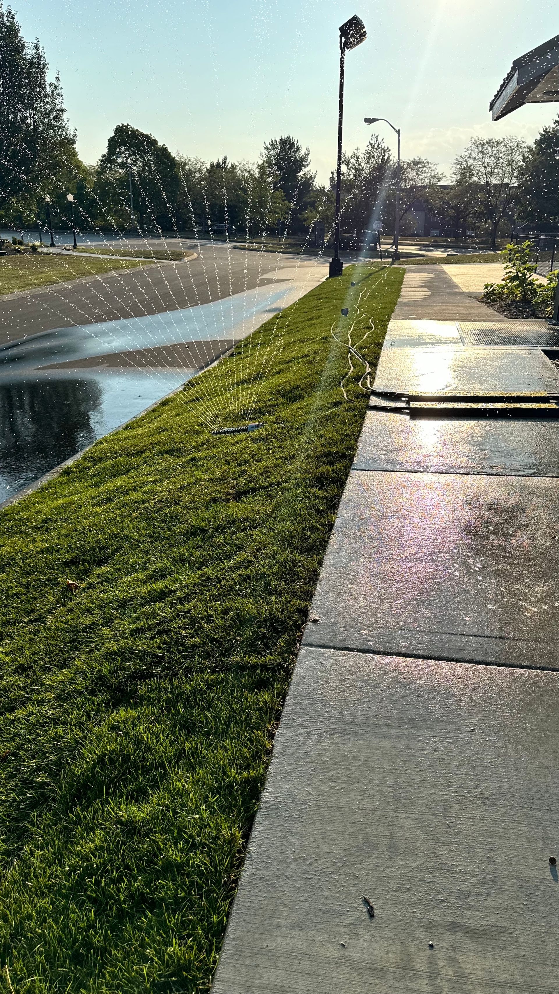 Sunlit sidewalk beside a wet road, with trimmed hedges and trees in the distance