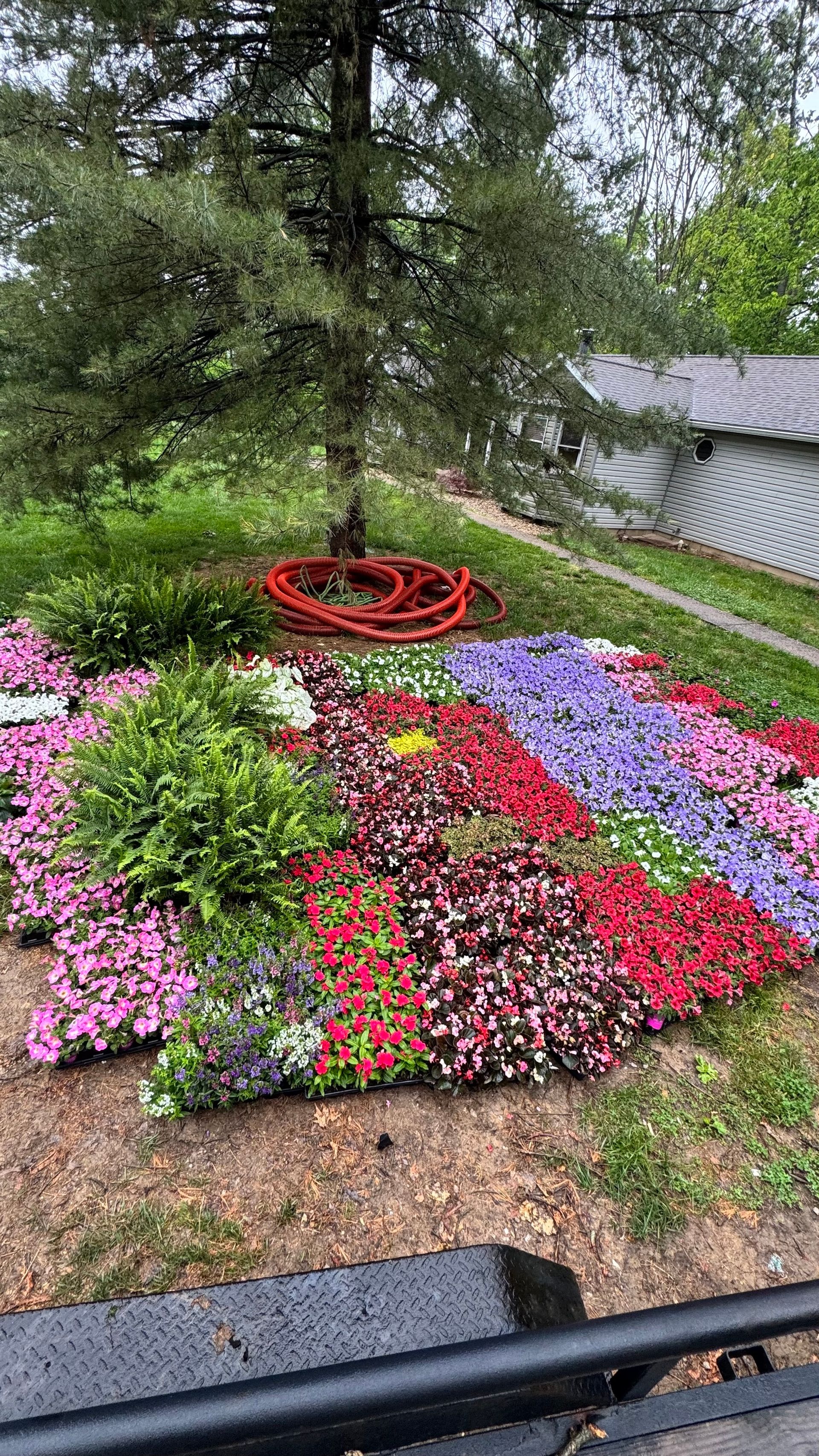 Colorful flower bed shaped like a flag beneath a large evergreen tree, with a red coiled hose in the center.