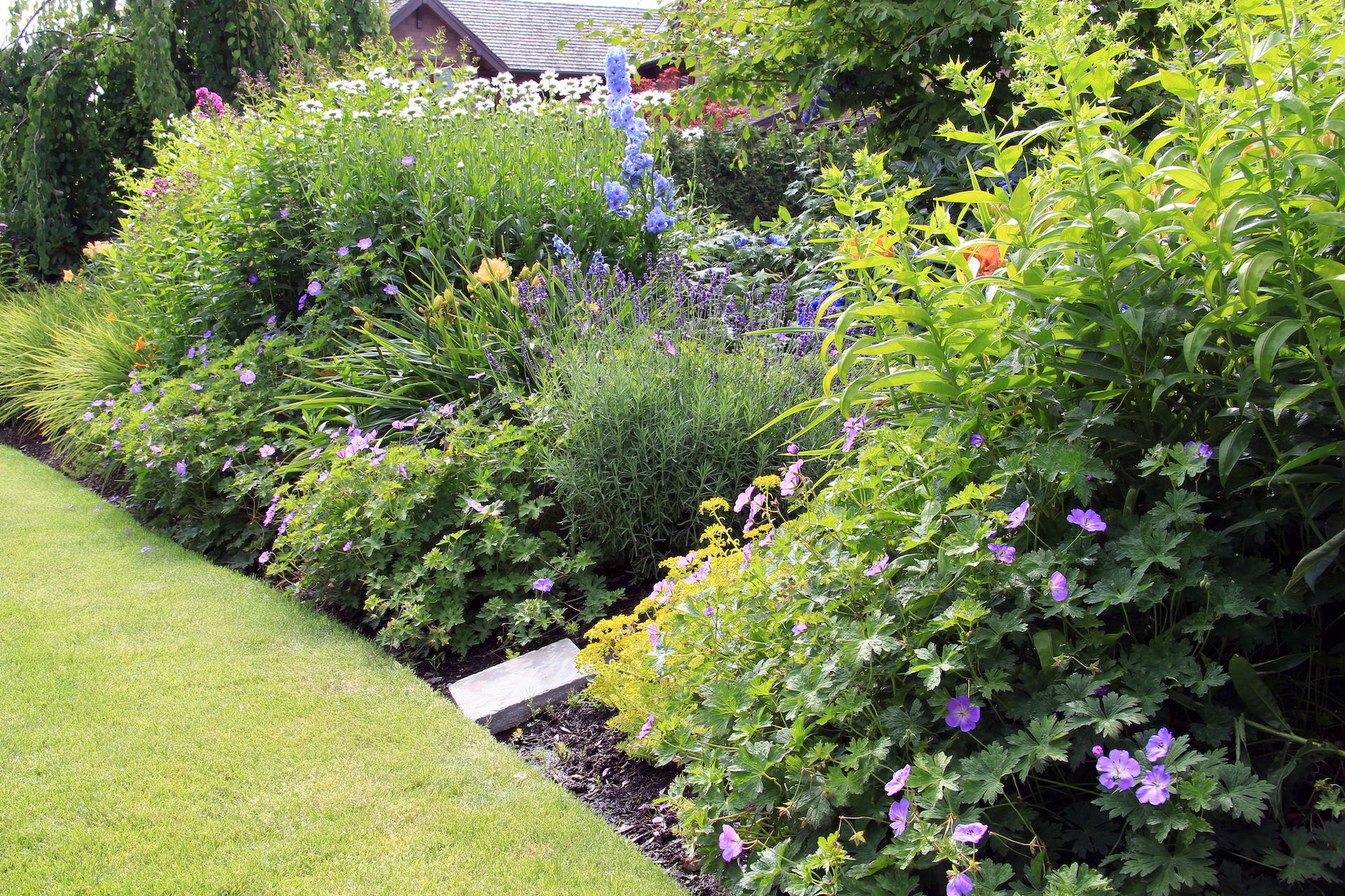 Lush garden border with purple flowers and green shrubs beside a lawn and stone path