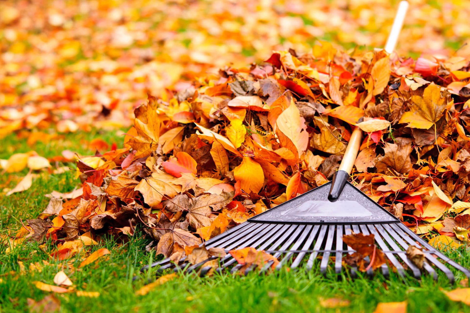 Rake resting in a pile of colorful autumn leaves on green grass