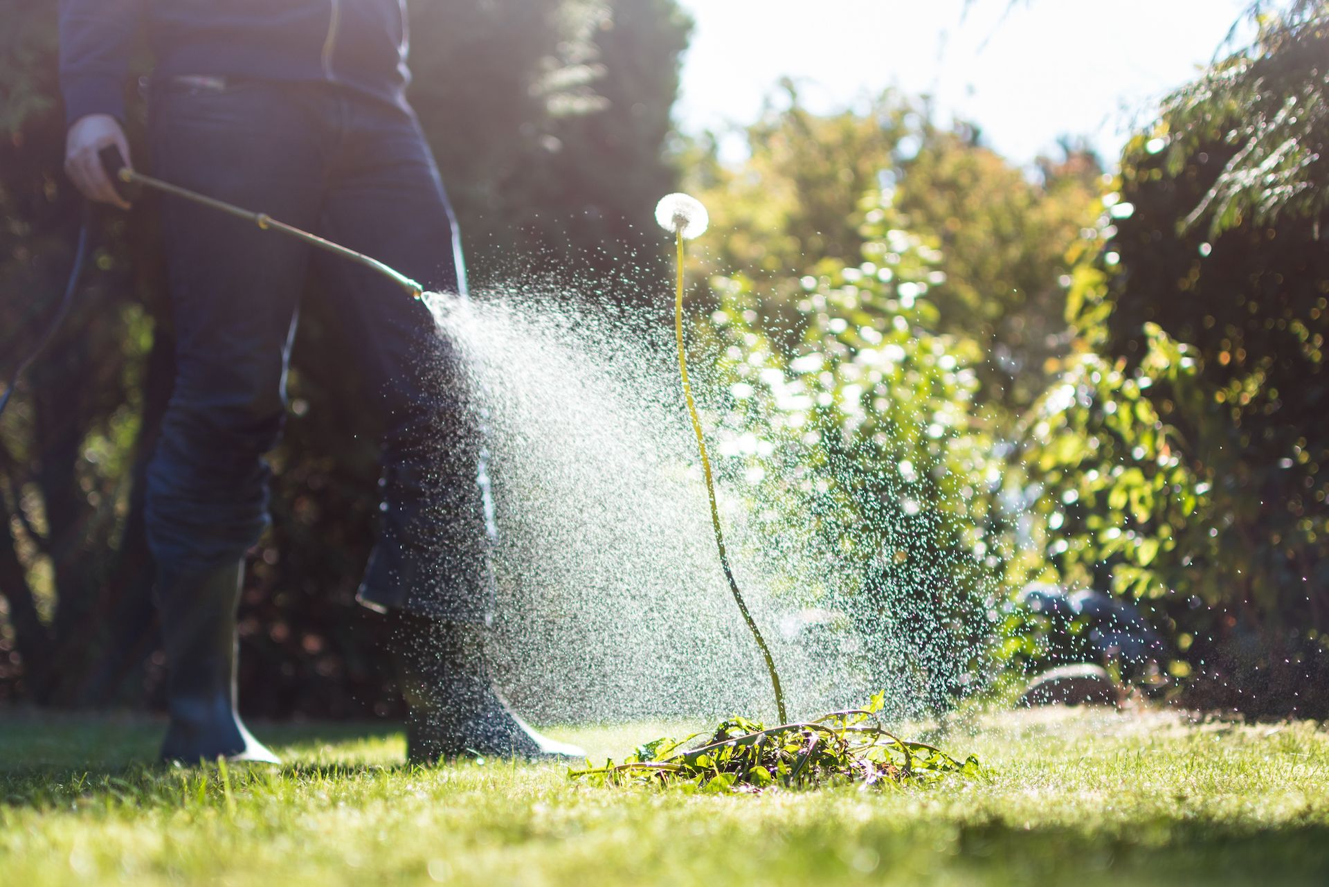 Gardener watering a small plant with a hose in a sunlit garden, water spraying across the grass