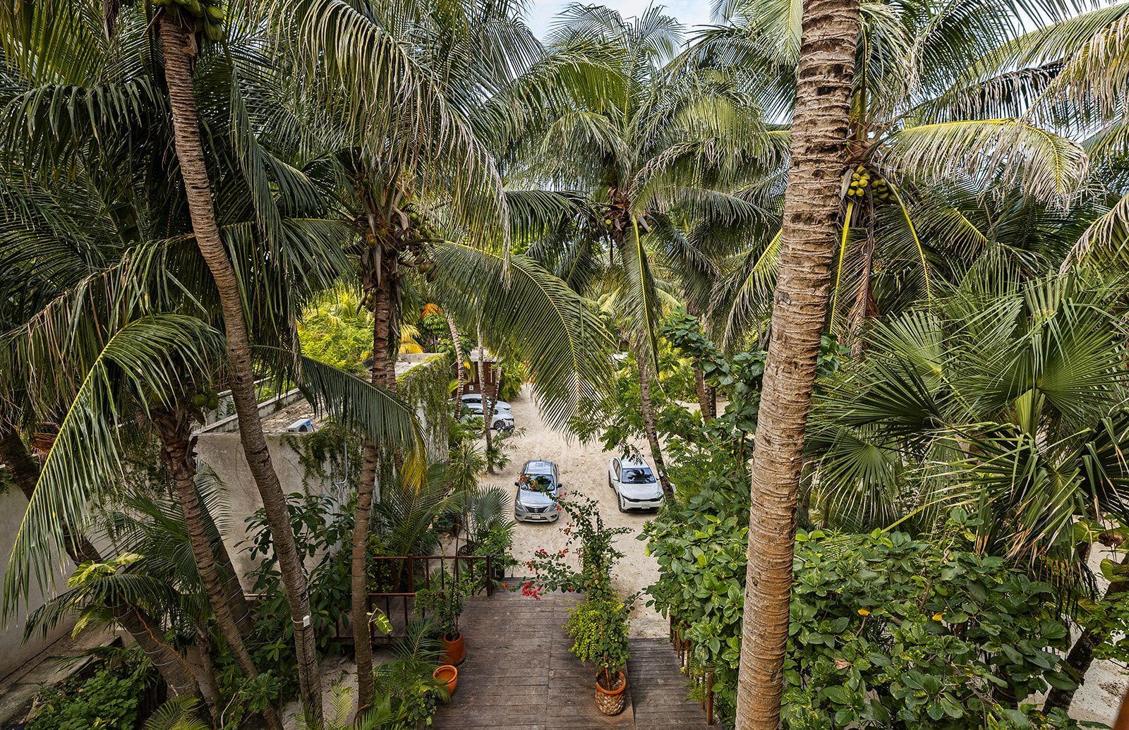 A palm-lined pathway with several vehicles parked along it. Lush greenery surrounds the path.