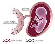 Uno schema di un bambino nell'utero.