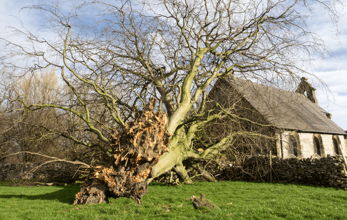 Emergency tree service in Pompano Beach, Fl