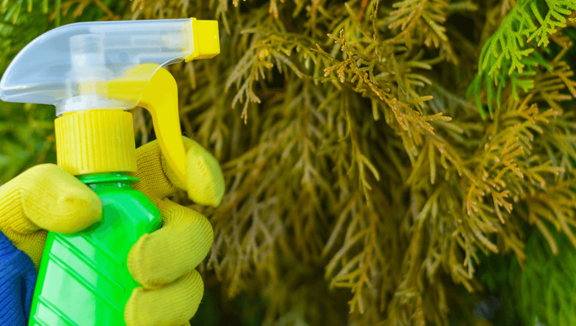 Tree doctor in Pompano Beach, FL