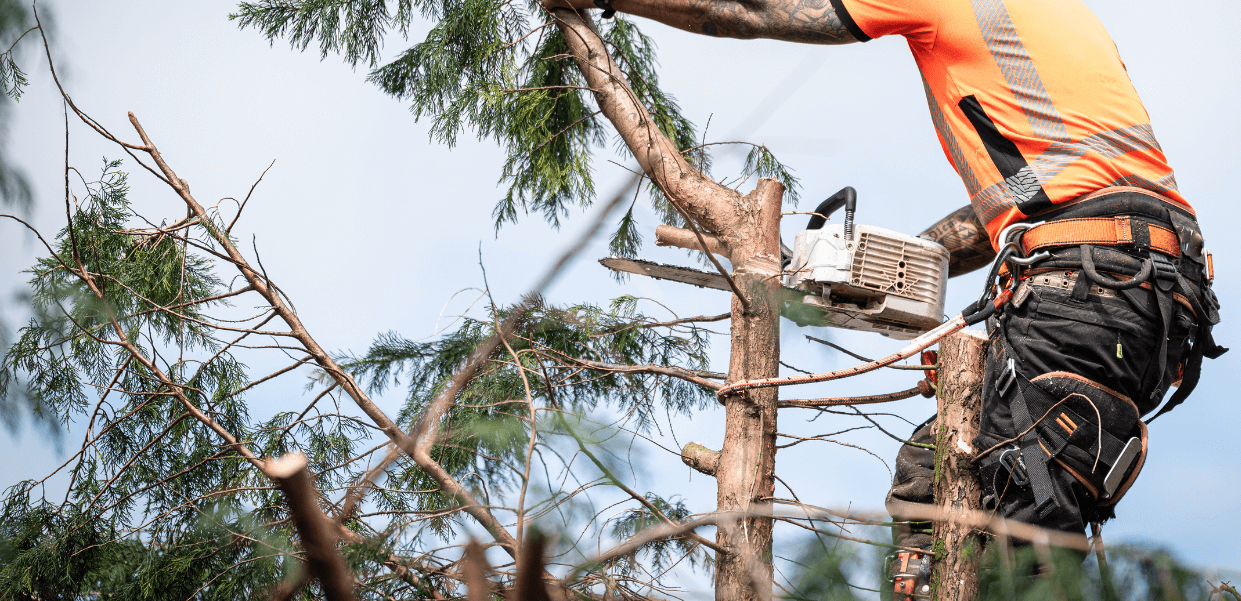 Tree trimming and maintenance in Pompano Beach, Fl