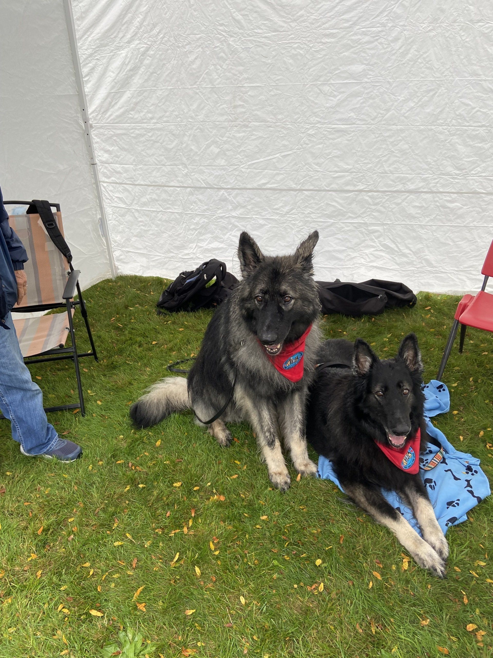 Therapy Dogs Onyx and Cody at a Suicide Awareness Walk Therapy Dogs Onyx and Cody at a Suicide Awareness Walk