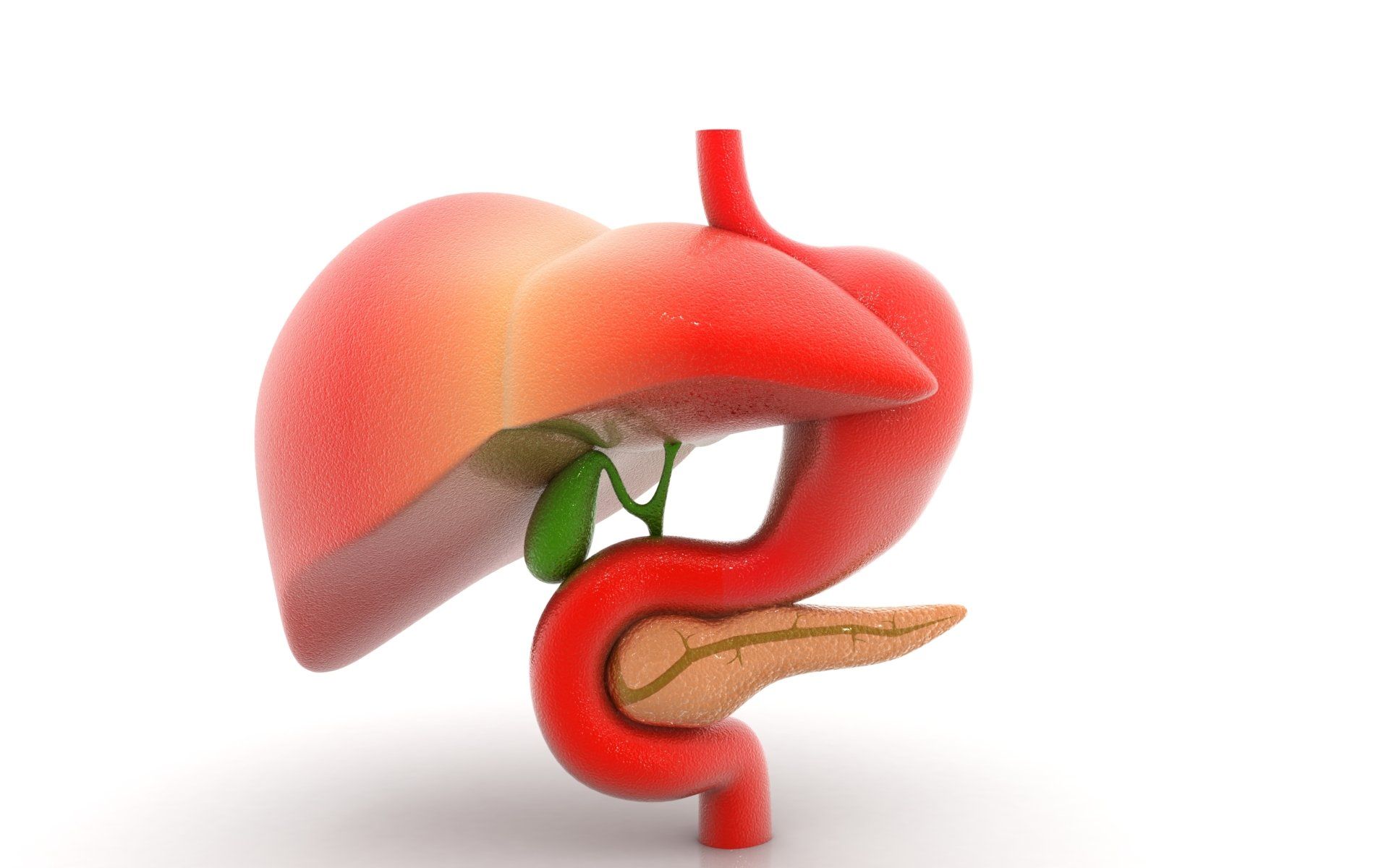 Image of a stomach, liver and pancreas.