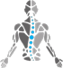 Gray human torso icon with a blue dotted line down the center