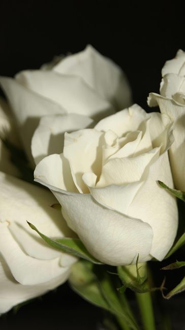 White roses against a dark background