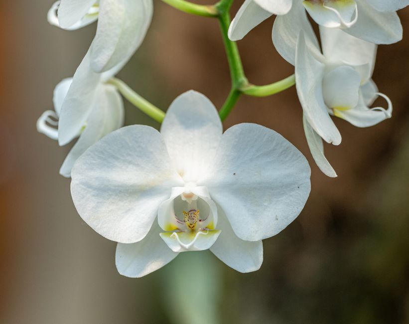 Primer plano de flores de orquídea blanca