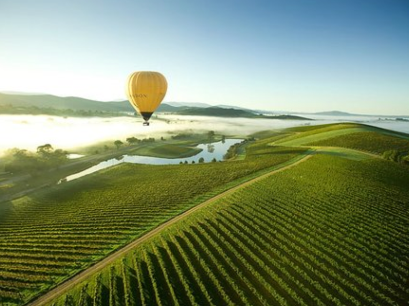 An aerial view of a hot air balloon flying over a vineyard.