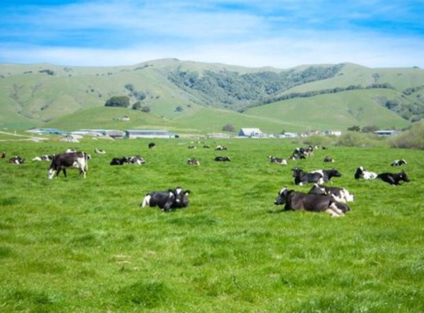 A herd of cows grazing in a grassy field with mountains in the background.