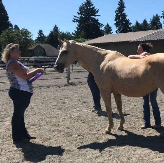 Photo Gallery E3A Equine Experiential