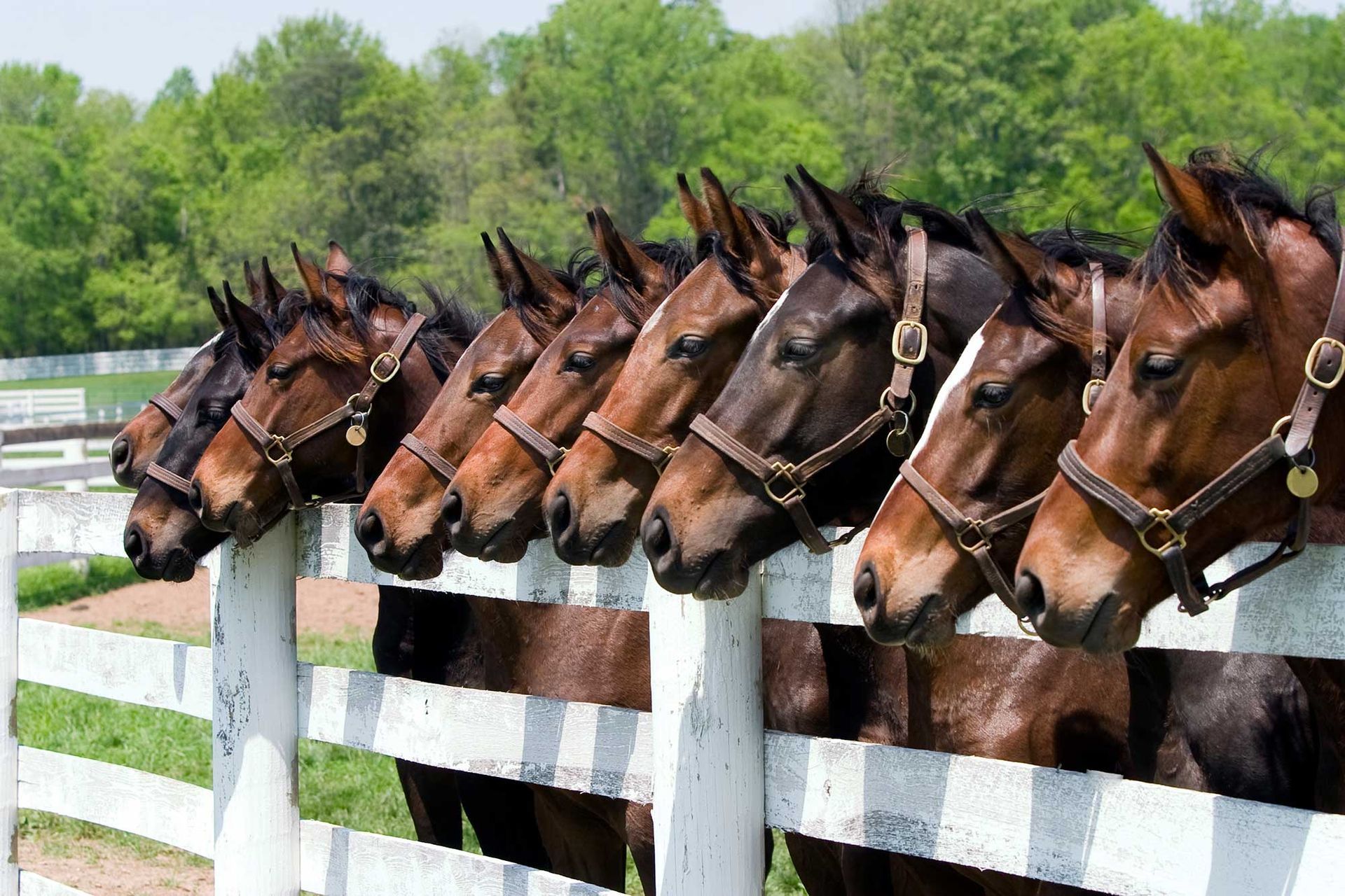 Nine Horses Behind the Fence — Reno, NV — E3A Equine Experiential