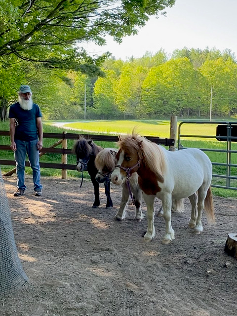 Group of Little Horses — Reno, NV — E3A Equine Experiential