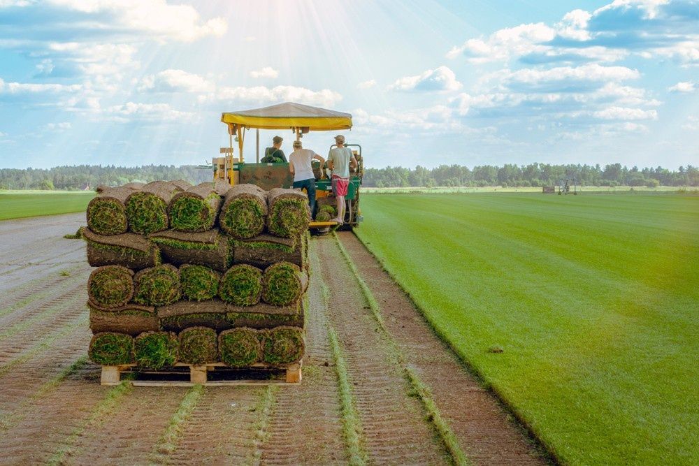 Workers on A Tractor Laying Sod Rolls on A Green Field Under a Blue Sky — Banksia Turf in Wingham, NSW