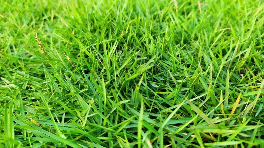 Vibrant Green Grass Showing Healthy Blades — Banksia Turf In Smiths Lake, NSW