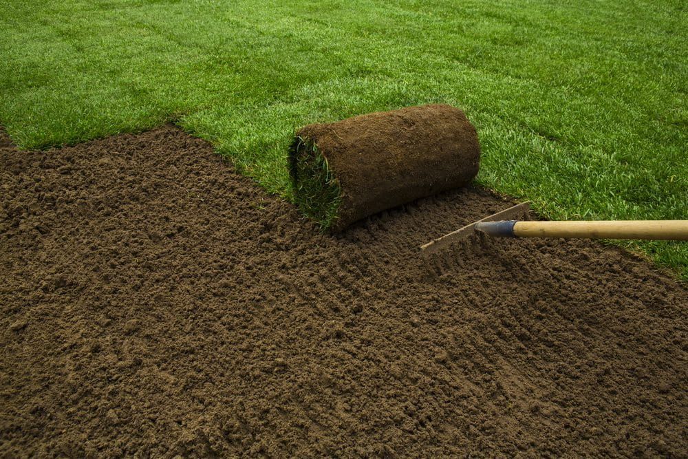 Gardener Applying Turf Rolls In The Backyard — Banksia Turf in Upper Lansdowne, NSW