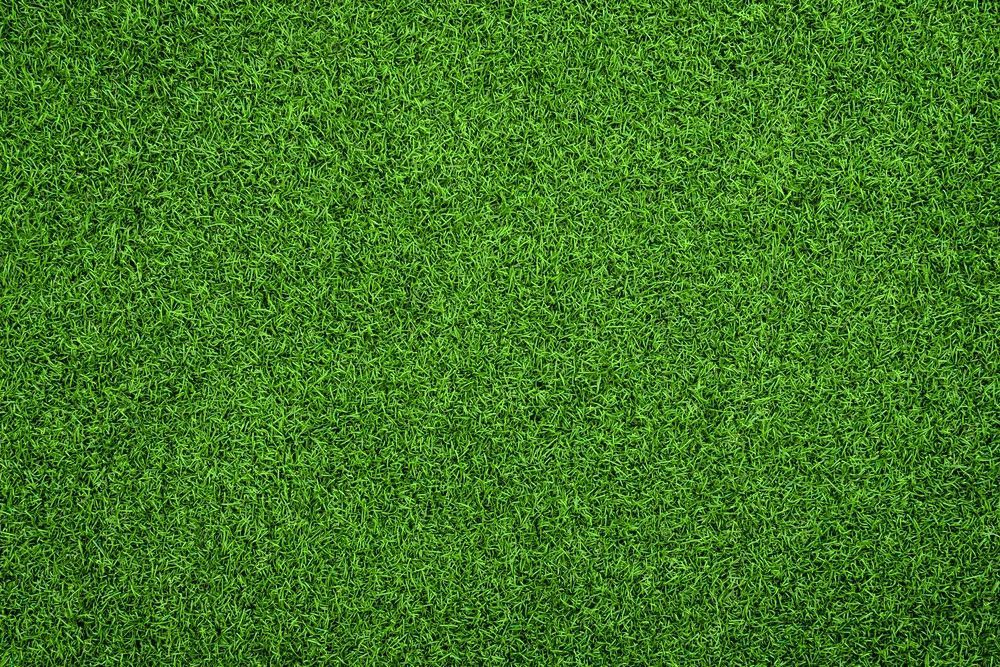 Green, Lush Grass Covering a Large Area — Banksia Turf in Taree, NSW