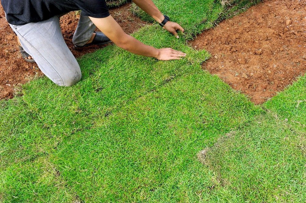 Person Laying Sod on Red Dirt; Green Grass, Hands at Work — Banksia Turf in Taree, NSW