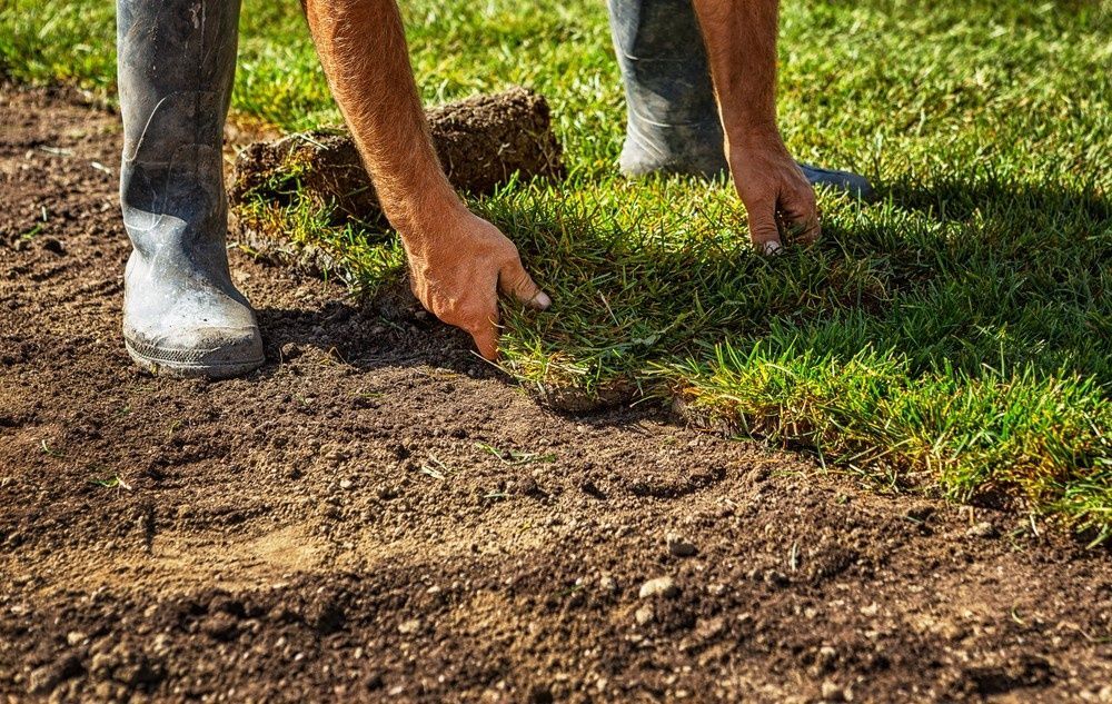 Person Laying Sod on Dirt, Wearing Boots, Hands Placing Grass — Banksia Turf in Port Macquarie, NSW