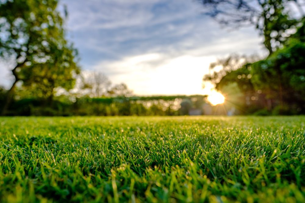 Lush Green Grass With Trees and a Golden Sunset — Banksia Turf In Wauchope, NSW