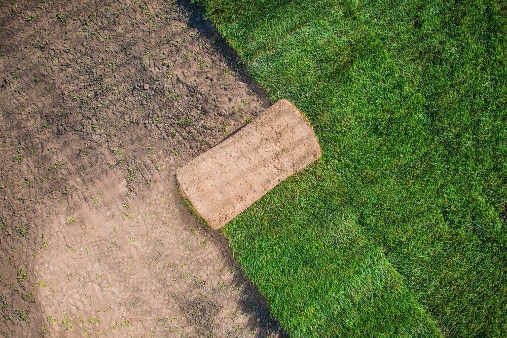 Overhead View of Freshly Laid Sod with Exposed Dirt Next to It — Banksia Turf in Gloucester, NSW