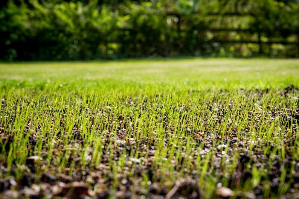 Close-Up View of Newly Sprouted Grass in A Yard — Banksia Turf in Gloucester, NSW