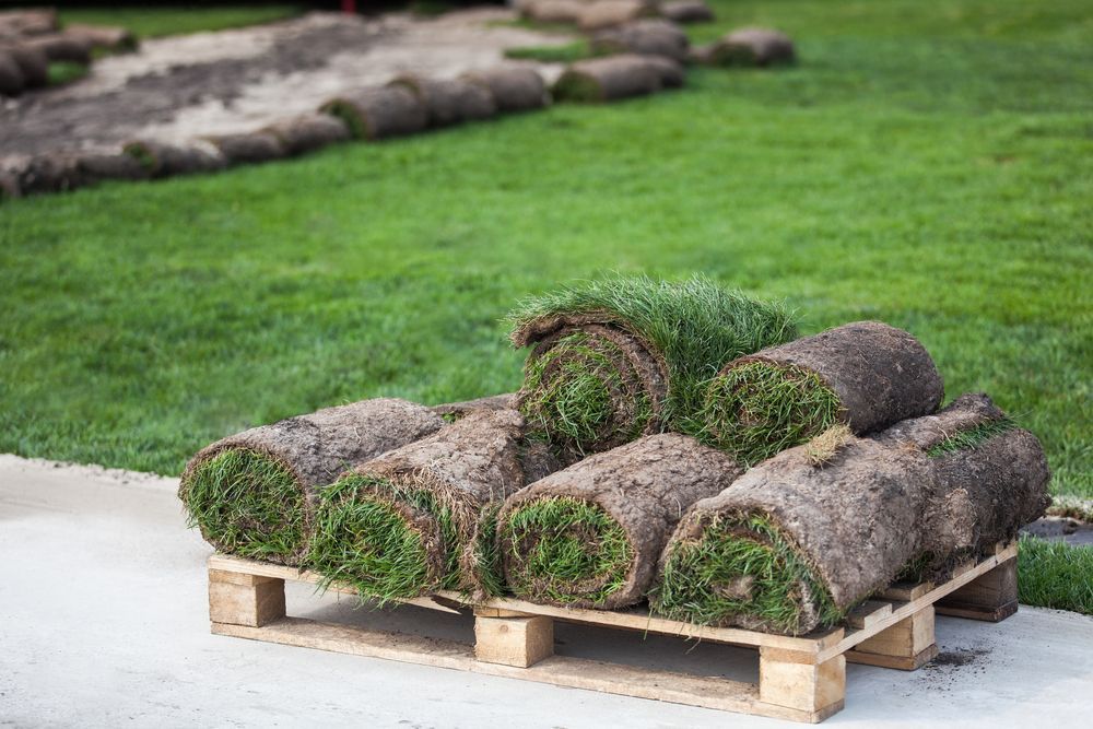 Rolls of Fresh Sod Are Stacked on a Wooden Pallet — Banksia Turf In Old Bar, NSW