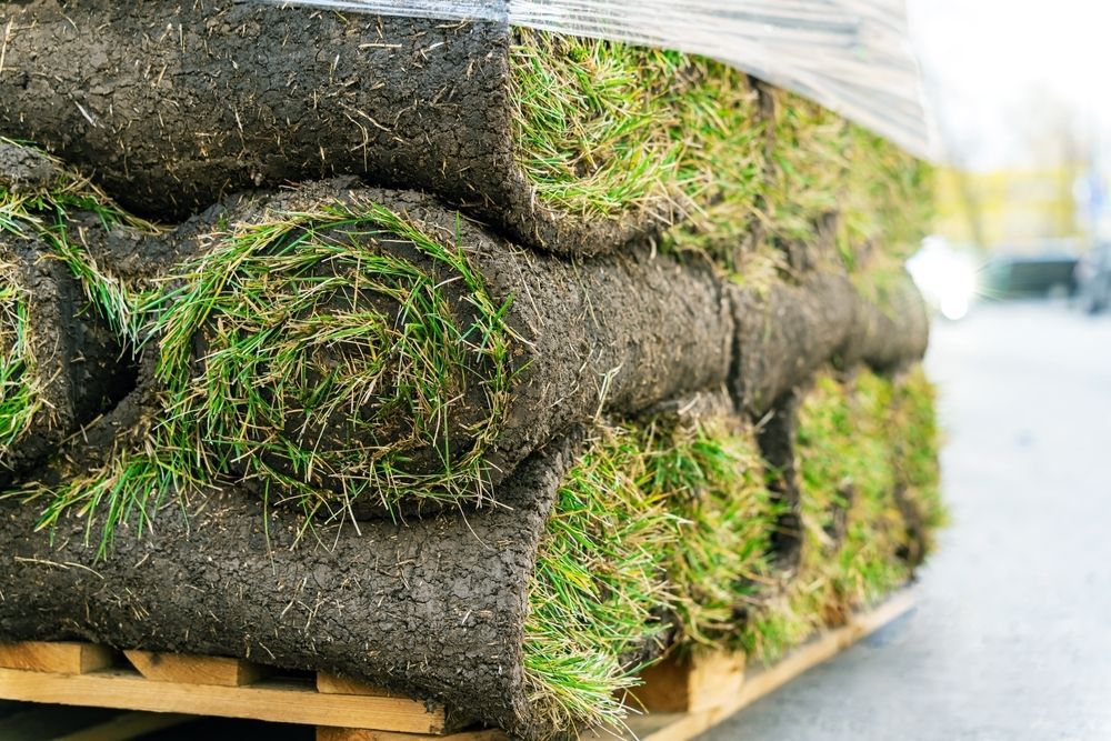 Rolls of Sod Stacked on a Wooden Pallet — Banksia Turf In Smiths Lake, NSW