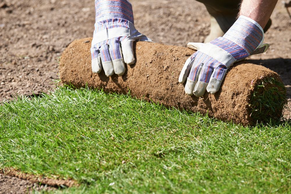 Hands in Gloves Carefully Unrolling a Fresh Piece of Sod — Banksia Turf In Lake Cathie, NSW