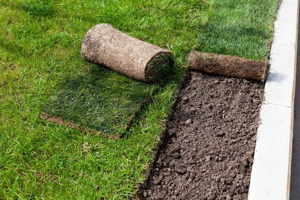Fresh Sod Rolls Partly Unrolled on Dark Soil — Banksia Turf In Old Bar, NSW