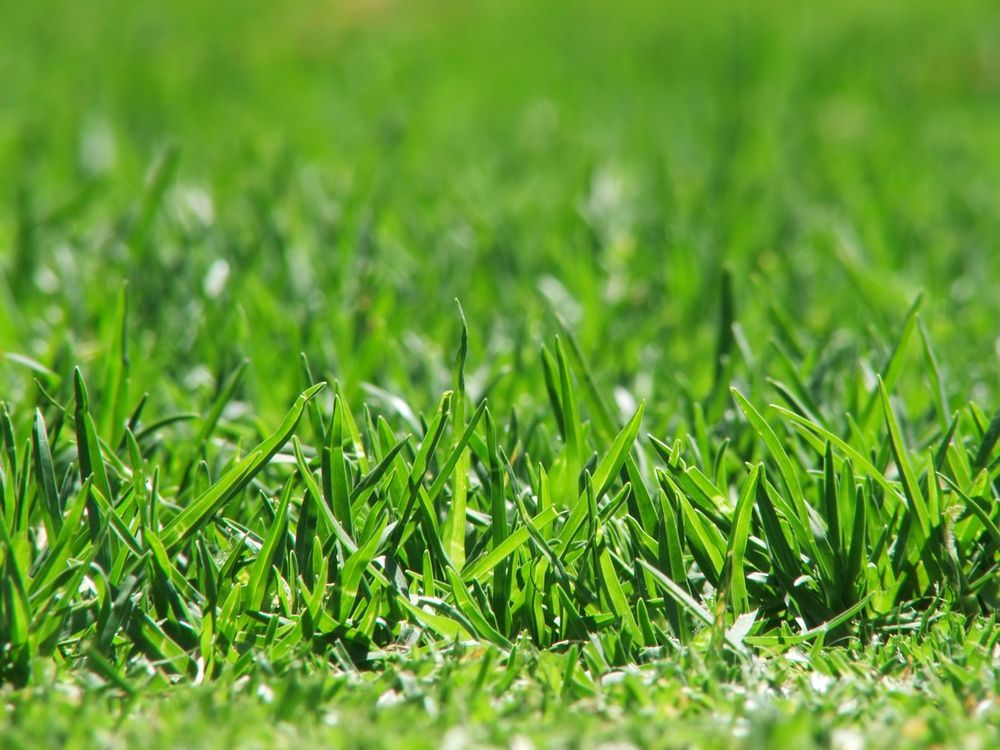 Lush Green Grass Blades Under Sunlight — Banksia Turf In Harrington, NSW