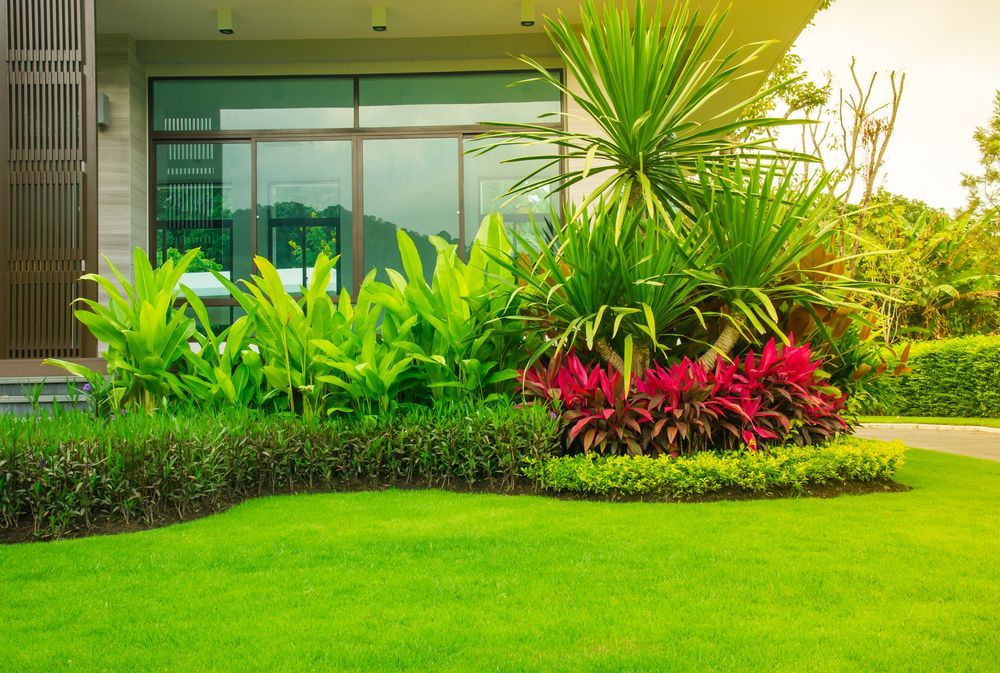 Vibrant Garden With Lush Green Grass — Banksia Turf In Harrington, NSW