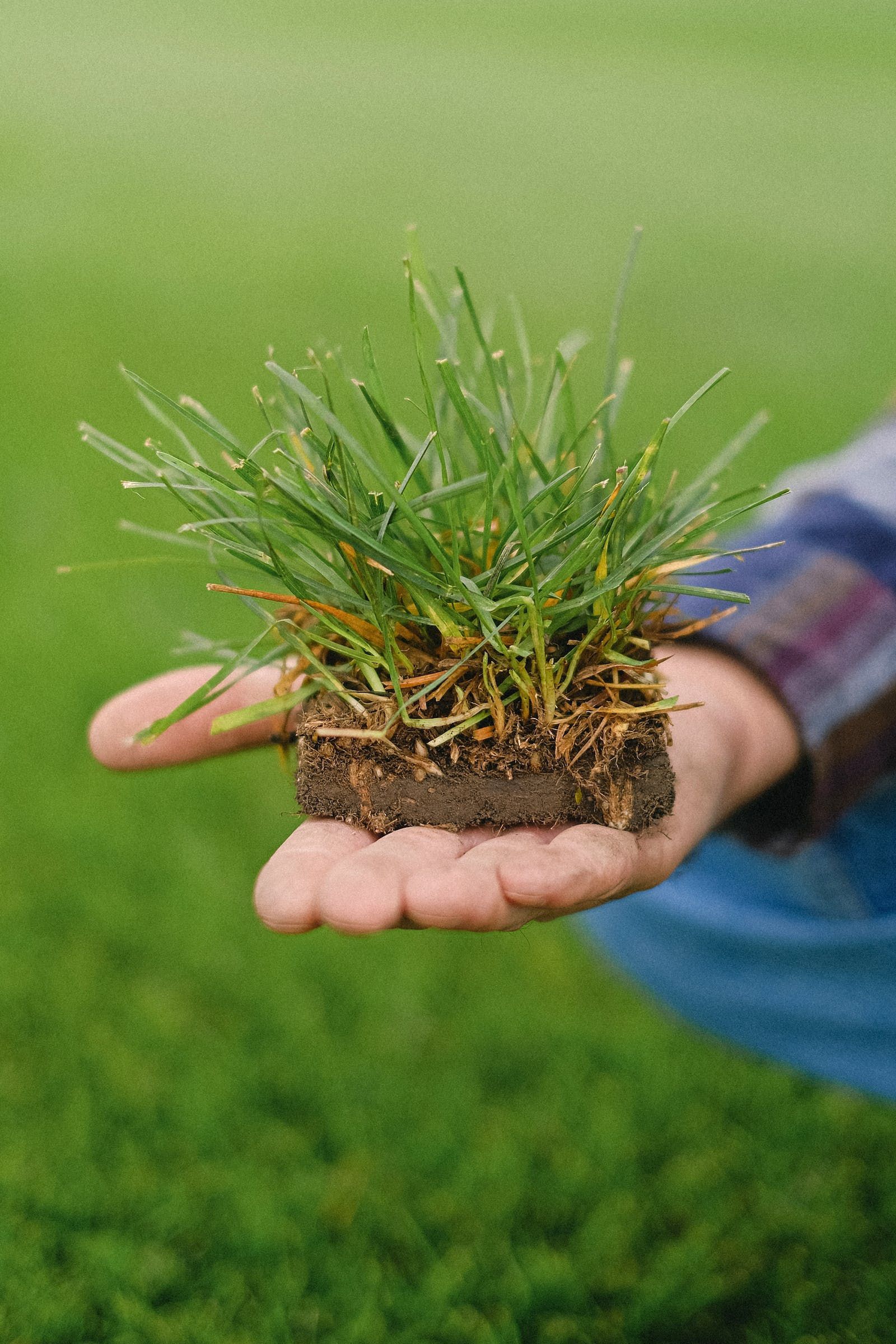 Hand Holding a Square of Grass and Soil — Banksia Turf in Upper Lansdowne, NSW