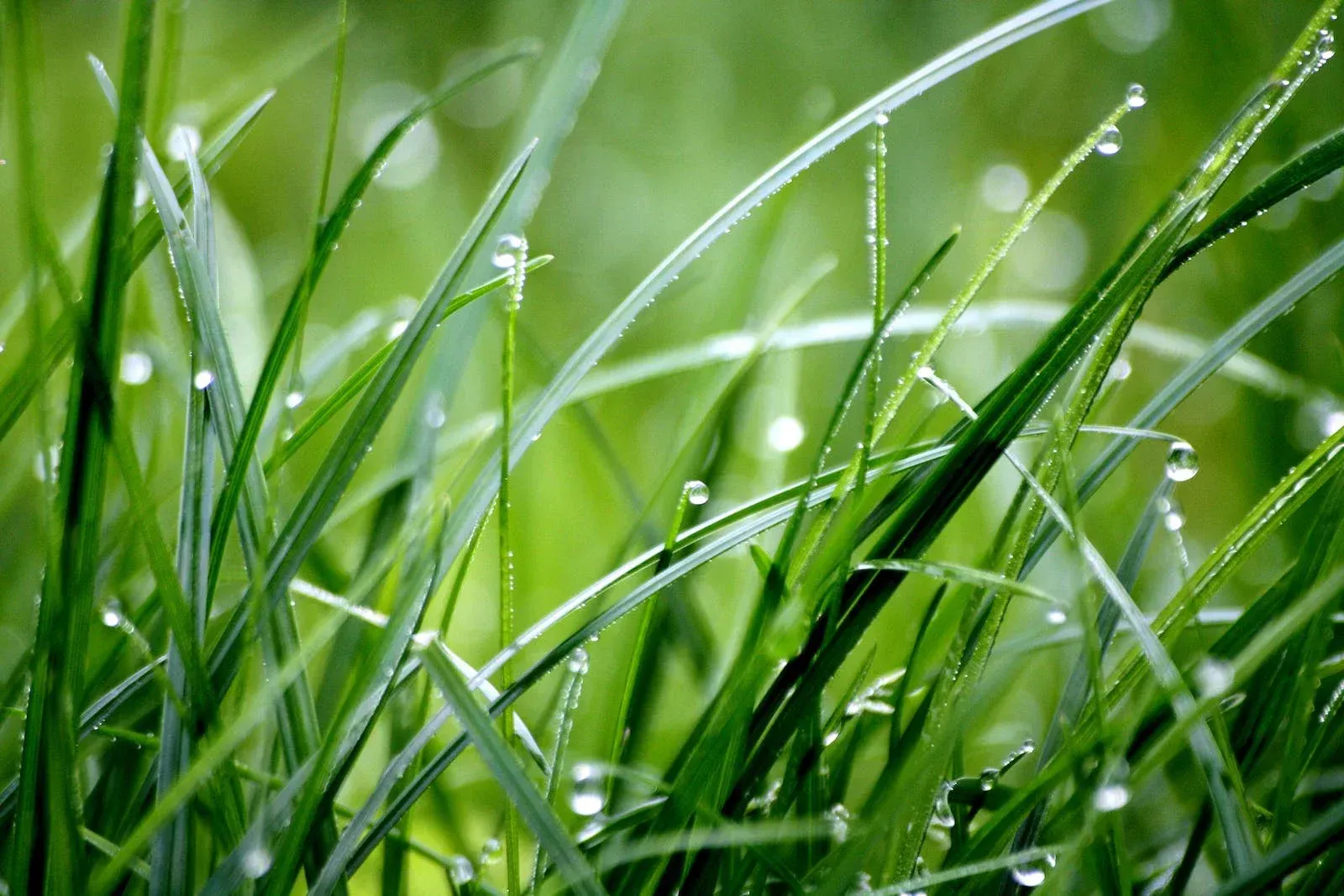 Vibrant Green Grass Blades Covered in Droplets — Banksia Turf in Upper Lansdowne, NSW