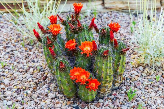 Small cactus with bright orange-red flowers growing in a gravel garden bed