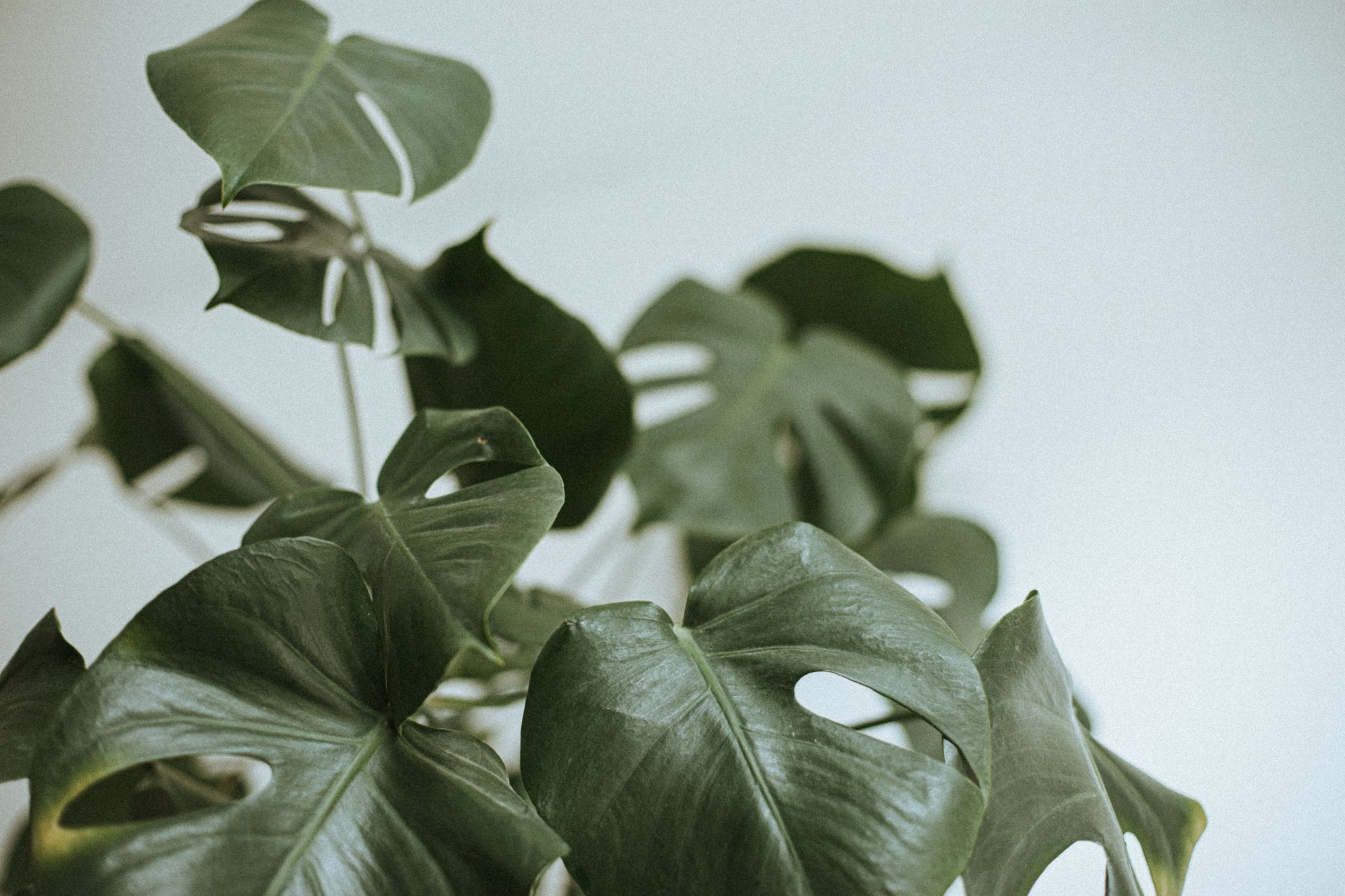 Close-up of green leafy houseplants against a light background