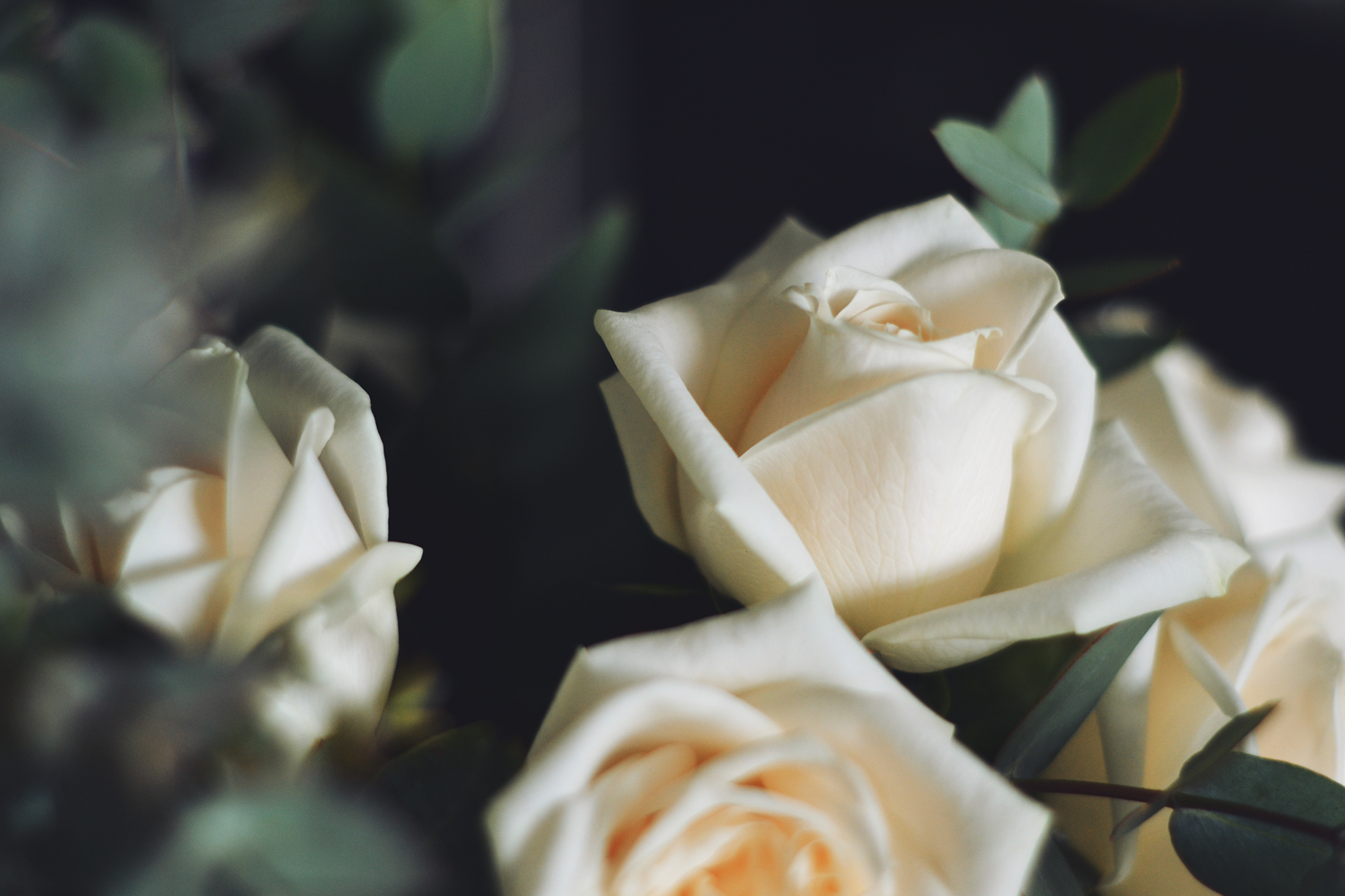 Cream roses in soft focus against a dark background