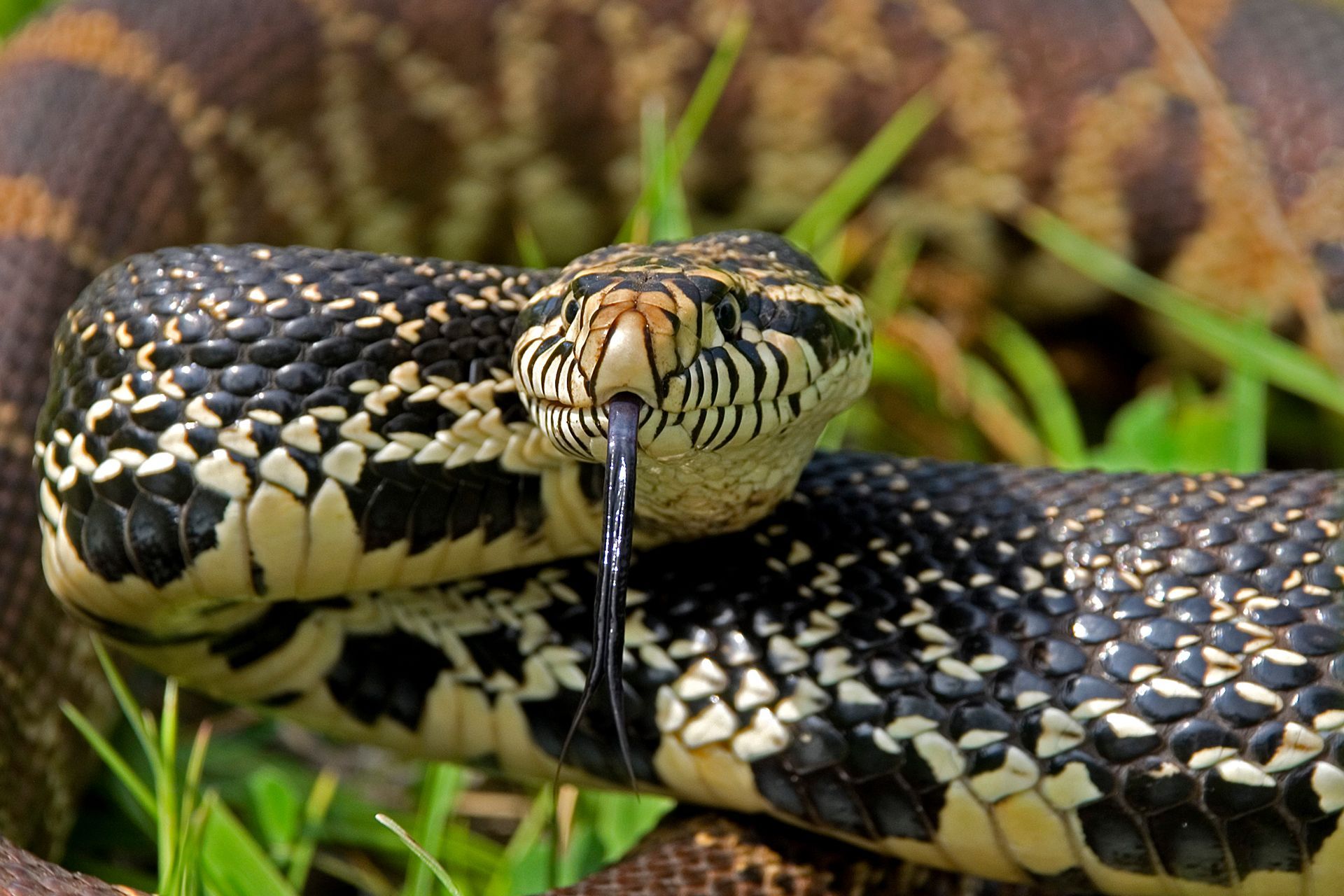 Close-up of a black and yellow snake with tongue out in grass