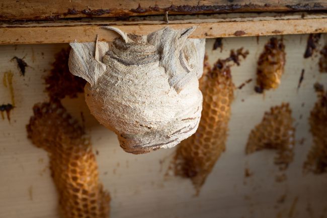 Wasp nest under a wooden eave, with several small hanging honeycomb cells nearby