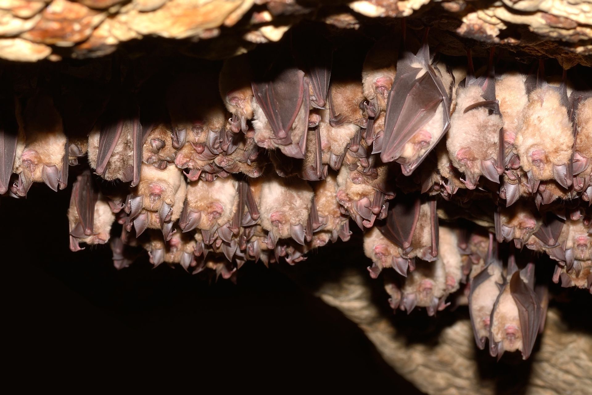 Cluster of small bats hanging upside down in a cave, their wings folded against a rocky ceiling.