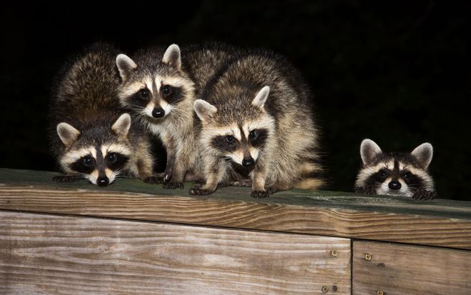 Four raccoons peeking over a wooden ledge in the dark, with one partly hidden on the right.