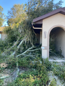 Overgrown yard with fallen branches blocking the front entrance of a house