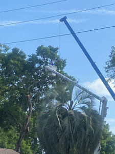 Tall blue and white utility pole beside palm trees under a clear blue sky