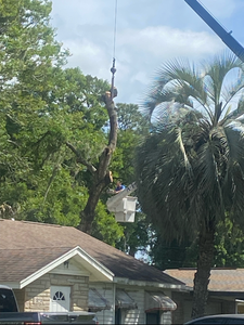 Tree being trimmed with a crane beside a house, surrounded by palm trees and greenery.