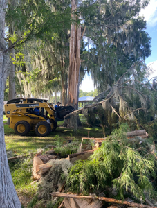 Yellow skid steer clearing fallen tree limbs in a grassy yard under large trees