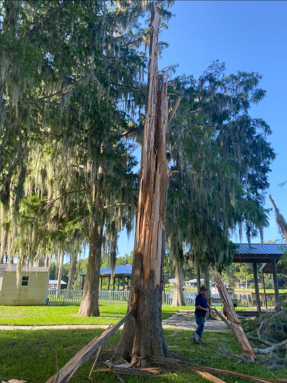 A person stands by a damaged tree trunk in a sunny park with hanging moss and nearby support stakes.